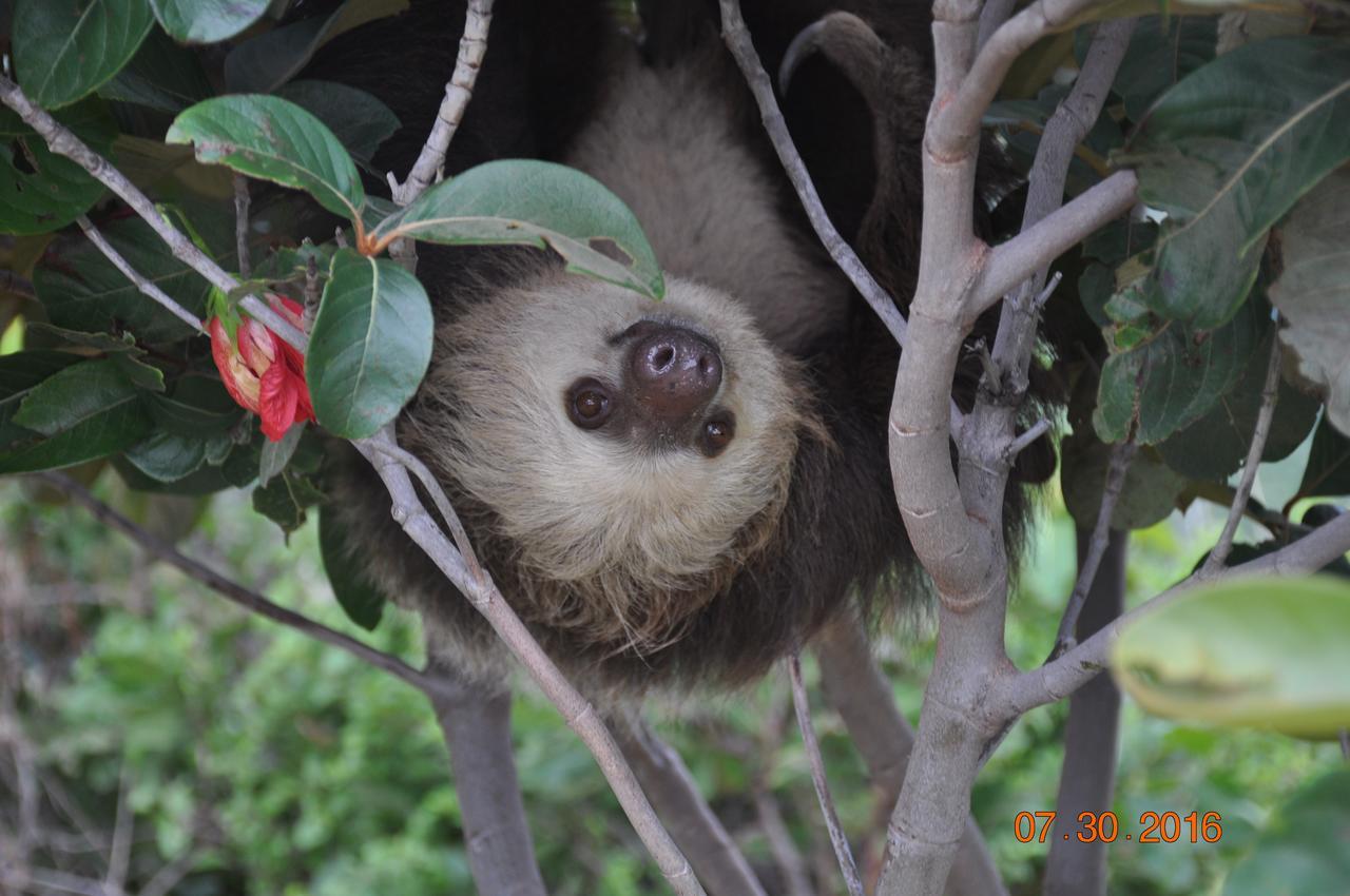 Hawk'S Nest Bed & Breakfast La Laguna de San Carlos エクステリア 写真