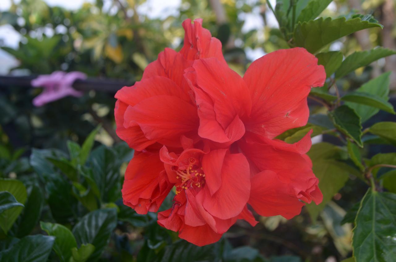 Hawk'S Nest Bed & Breakfast La Laguna de San Carlos エクステリア 写真
